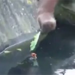 Orangutan Saves a Duck Chick
